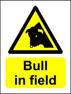 Picture of Bull In Field