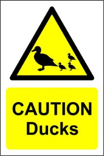 Picture of Caution ducks